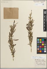 Foto von Salix miyabeana Seemen